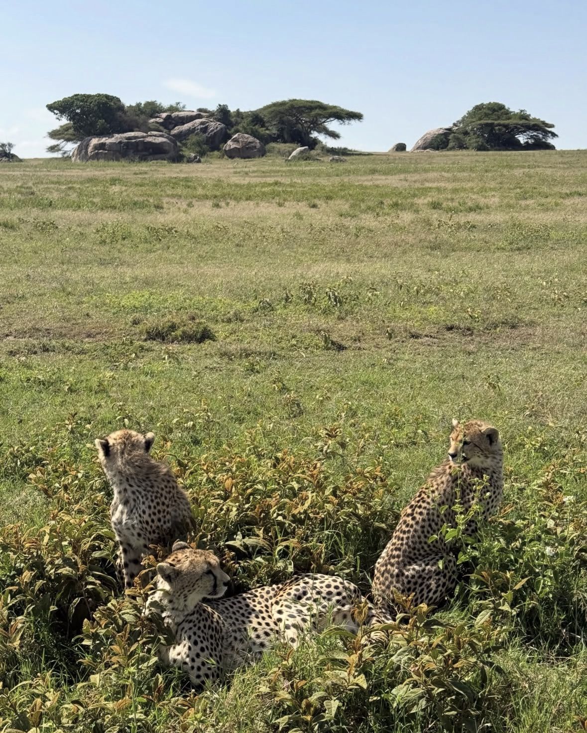 4 Tage Maun und Chobe-Nationalpark All-Inclusive