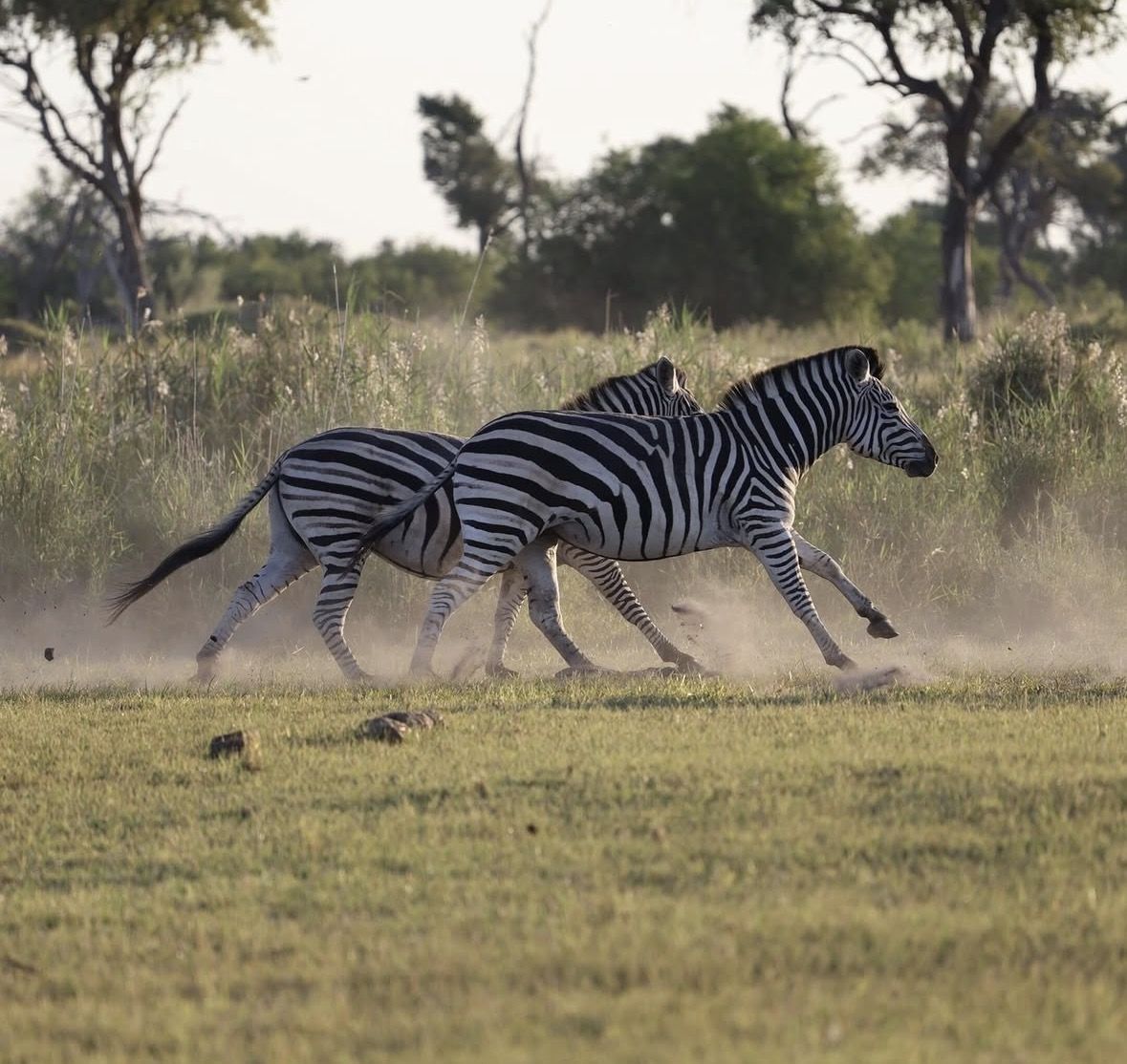 Offenes Safari-Fahrzeug mit Gästen in Khaki-Kleidung, die bei Sonnenaufgang Wildtiere im Delta beobachten